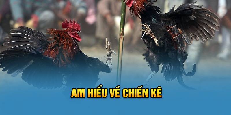 Am hiểu về chiến kê