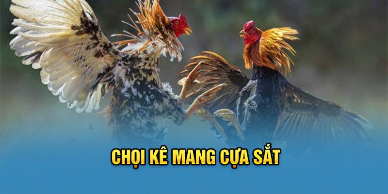 Chọi kê mang cựa sắt