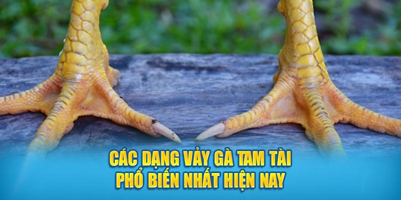 Các dạng vảy gà Tam Tài phổ biến nhất hiện nay