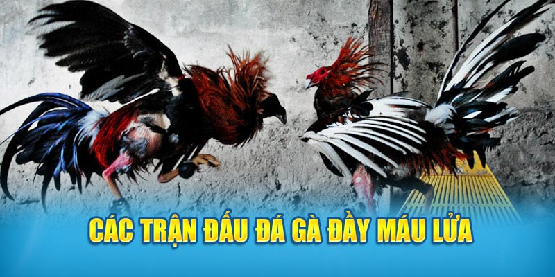 Các trận đấu đấu đầy máu lửa