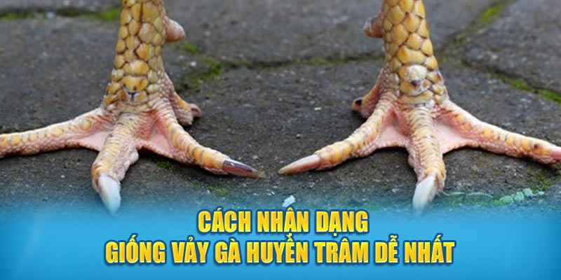 Cách nhận dạng giống vảy gà Huyền Trâm dễ nhất