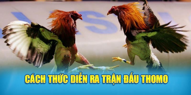 Cách thức diễn ra trận đấu Thomo