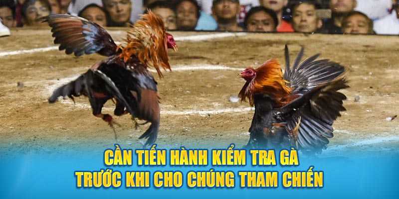 Cần tiến hành kiểm tra trước khi cho chúng tham chiến