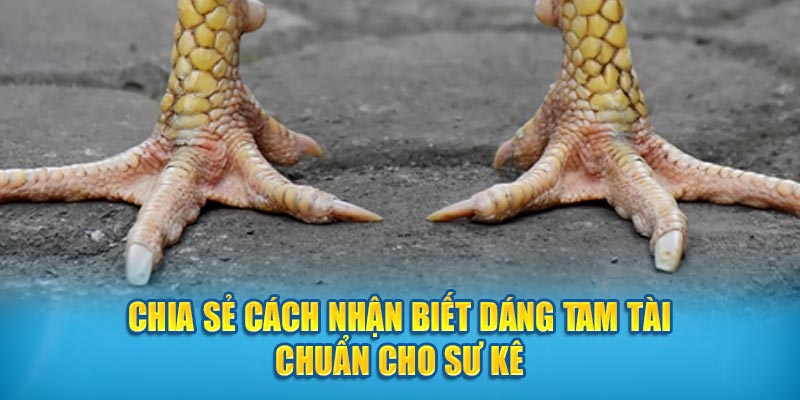 Chia sẻ cách nhận biết dáng Tam Tài chuẩn cho sư kê