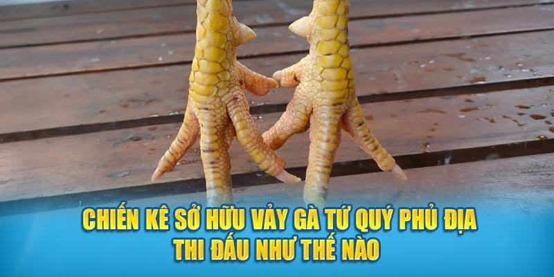 Chiến kê sở hữu vảy gà Tứ Quý Phủ Địa thi đấu như thế nào?