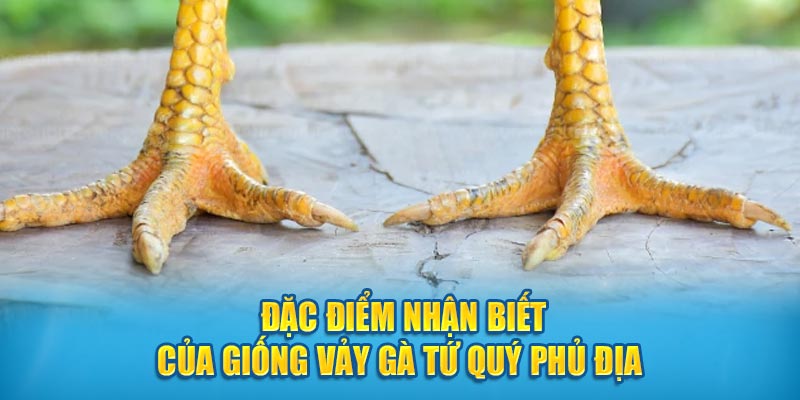 Đặc điểm nhận biết của giống vảy gà Tứ Quý Phủ Địa