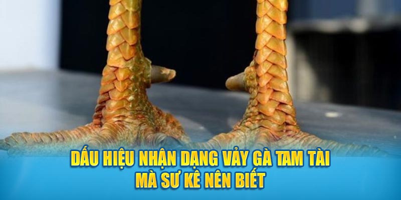 Dấu Hiệu Nhận Dạng Vảy Gà Tam Tài Mà Sư Kê Nên Biết