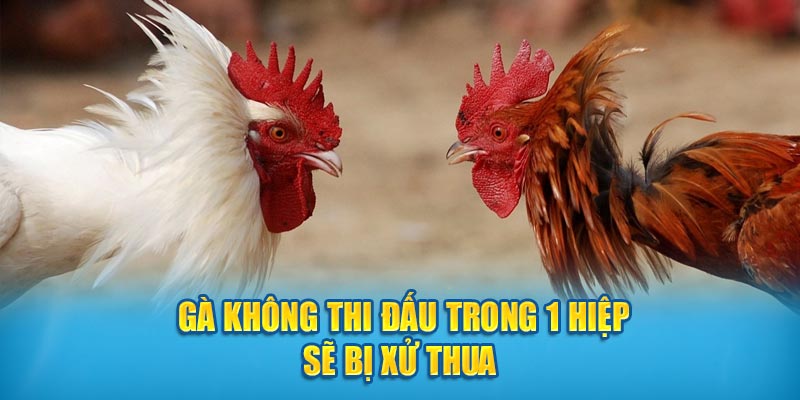 Gà không thi đấu trong 1 hiệp sẽ bị xử thua