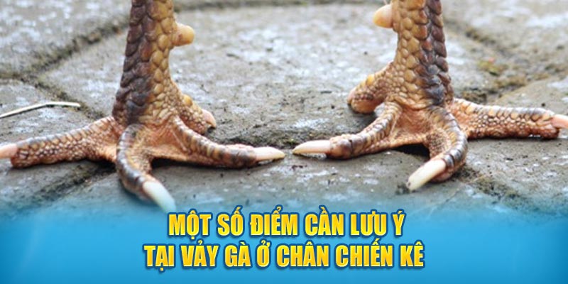 Một số điểm cần lưu ý tại vảy ở chân chiến kê