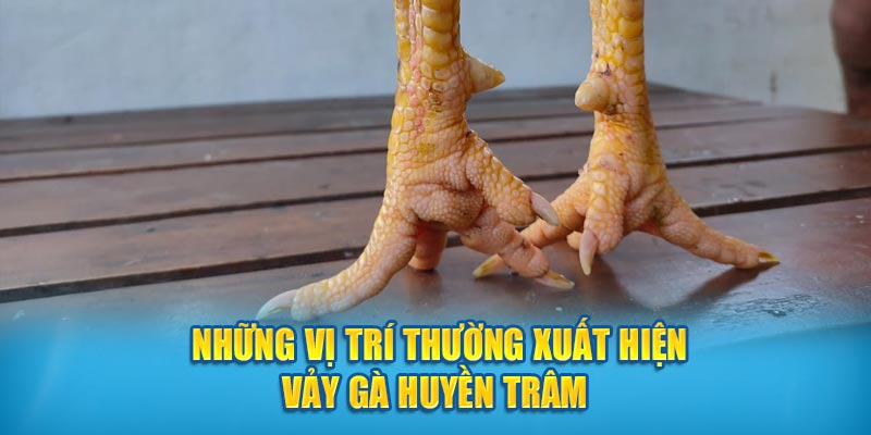 Những vị trí thường xuất hiện vảy gà Huyền Trâm