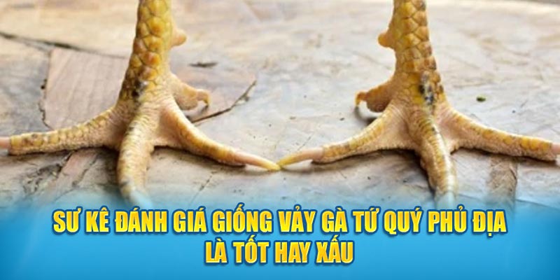 Đánh Giá Giống Vảy Gà Tứ Quý Phủ Địa Là Tốt Hay Xấu?