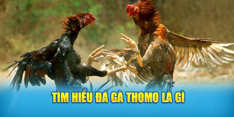 Tìm hiểu đá gà Thomo là gì 