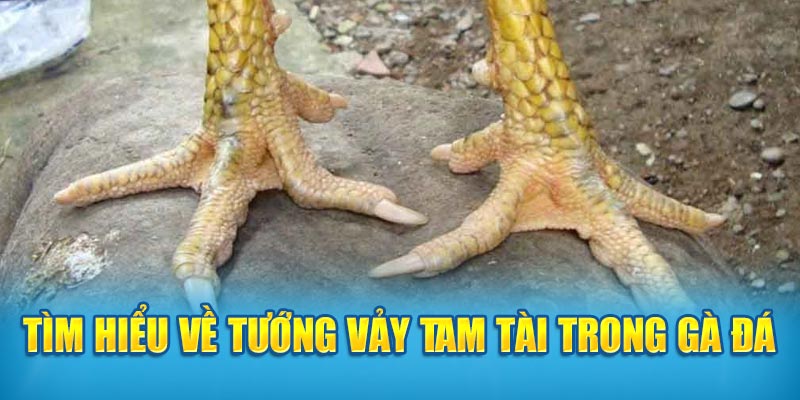 Tìm hiểu về tướng vảy Tam Tài trong gà đá