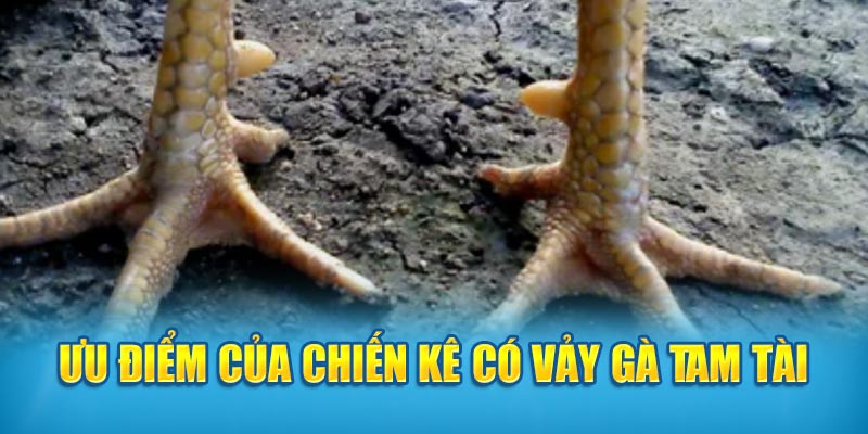 Ưu điểm của chiến kê có vảy gà Tam Tài