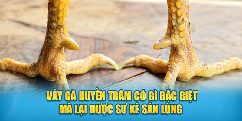 Vảy Gà Huyền Trâm Có Gì Đặc Biệt Mà Lại Được Sư Kê Săn Lùng