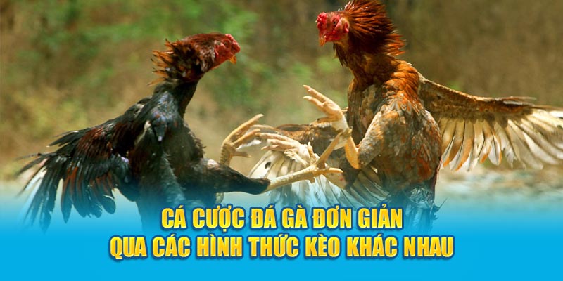 Cá cược đá gà đơn giản qua các hình thức kèo khác nhau 