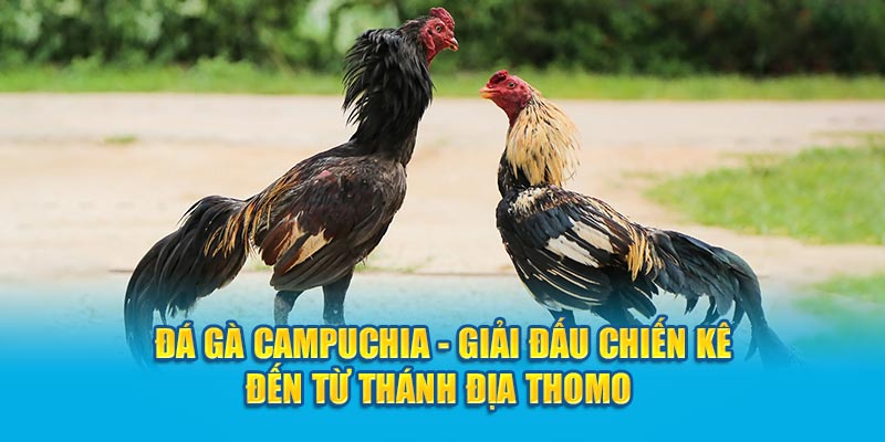 Đá gà Campuchia - Giải Đấu Chiến Kê Đến Từ Thánh Địa Thomo