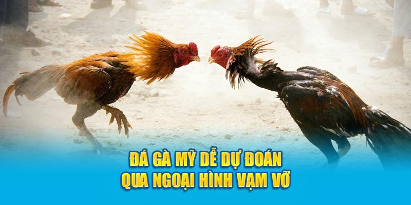 Đá gà Mỹ dễ dự đoán qua ngoại hình vạm vỡ 