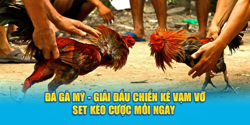 Đá Gà Mỹ - Giải Đấu Chiến Kê Vạm Vỡ Set Kèo Cược Mỗi Ngày