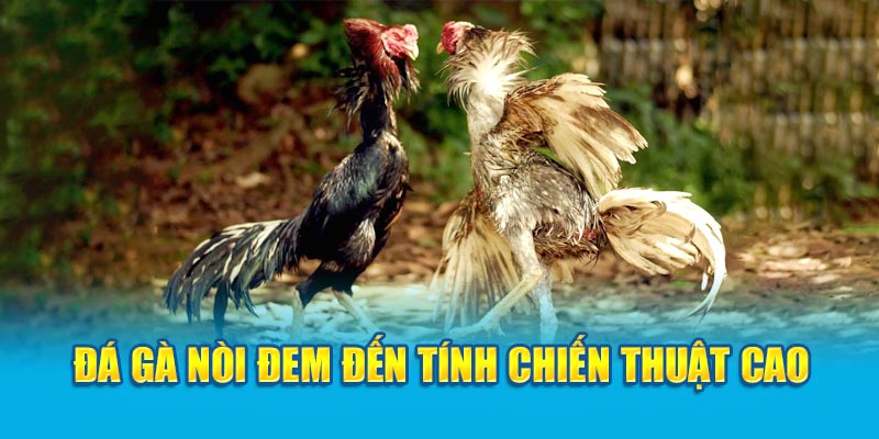 Đá gà nòi đem đến tính chiến thuật cao 