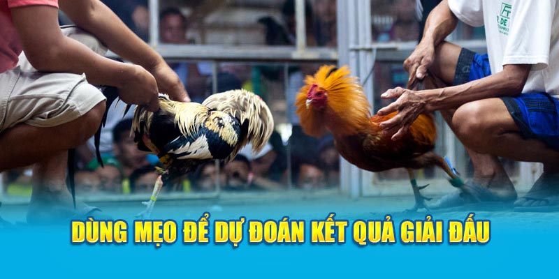 Dùng mẹo để dự đoán kết quả giải đấu 