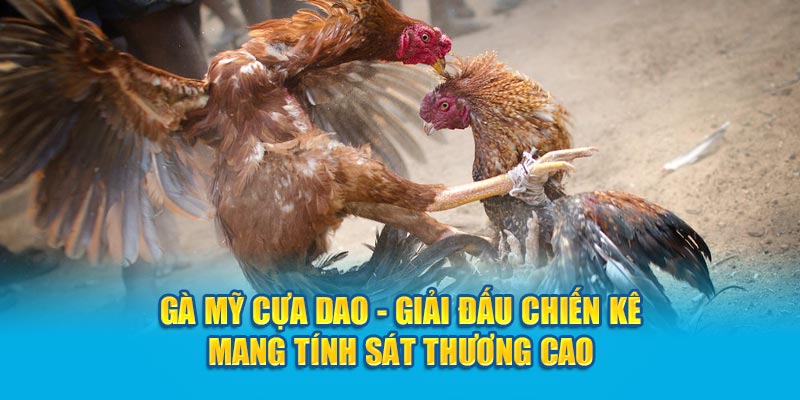 Gà Mỹ Cựa Dao - Giải Đấu Chiến Kê Mang Tính Sát Thương Cao