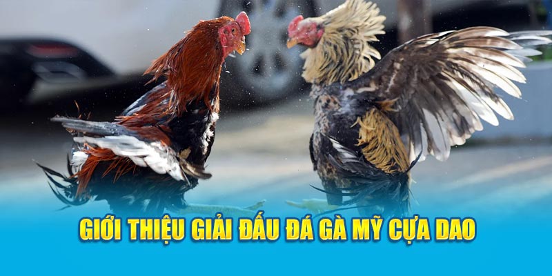 Giới thiệu giải đấu đá gà Mỹ cựa dao 