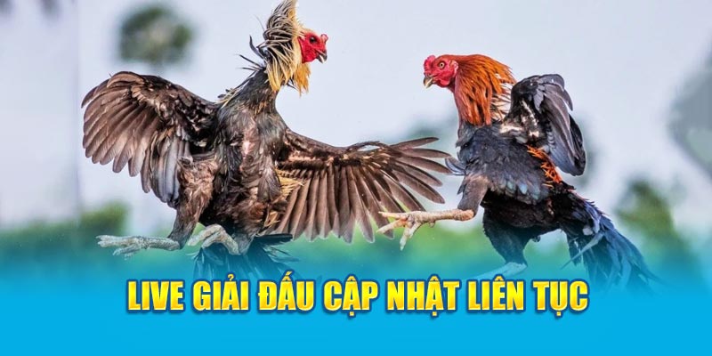 Live giải đấu cập nhật liên tục 