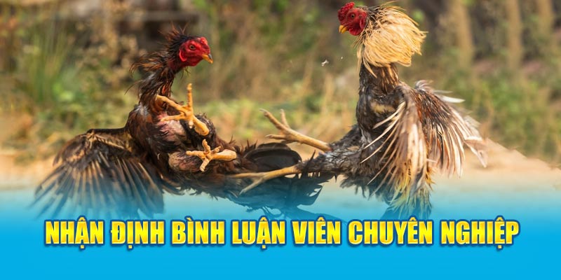 Nhận định bình luận viên chuyên nghiệp 