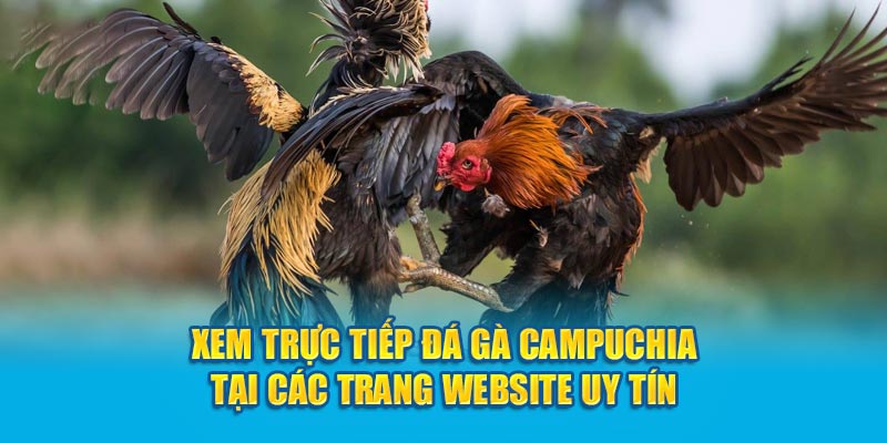 Xem trực tiếp đá gà Campuchia tại các trang website uy tín 